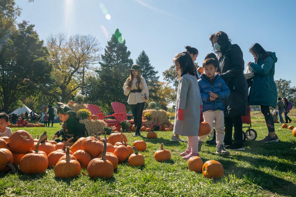 Regresa El Festival De Calabazas Con Celo Enfoque Noticias