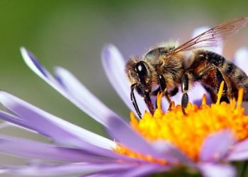 ¡Abejas a salvo! Reino Unido prohíbe pesticida dañino para ellas