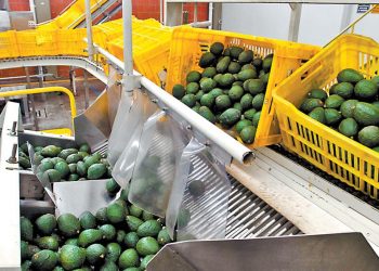 México negocia para que se abra la exportación de aguacate de Jalisco a Estados Unidos