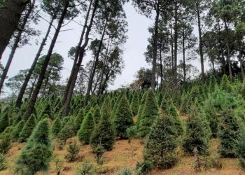 Inicia venta de árboles de Navidad naturales en Tlalpan