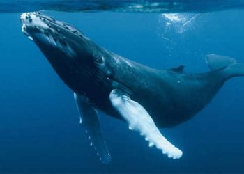 Estudio descubre que ballenas son cruciales para salud de los ecosistemas marinos