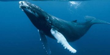 Estudio descubre que ballenas son cruciales para salud de los ecosistemas marinos