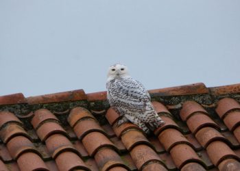 Avistan por primera vez en España al búho nival, el compañero de Harry Potter