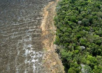 La deforestación de la Amazonía brasileña bate récord en octubre