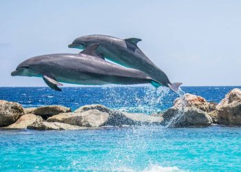 Nueva Gales en Australia prohíbe espectáculos con delfines para poner fin a la cría de animales cautivos