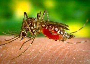 Nueva Delhi supera los 5,200 casos de dengue, nuevo máximo desde 2015