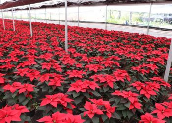Todo listo para el Festival de la Nochebuena en Xochimilco