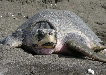 Anidación de tortuga golfina en riesgo por Cambio Climático