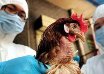 Detectan primer brote del año de gripe aviar en Francia