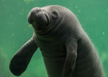 Florida confirma la muerte de casi mil manatíes en 2021