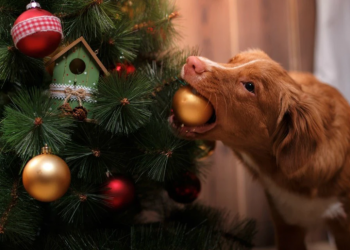 Rodrigo Estrella: ¿Cómo cuidar a nuestras mascotas durante las festividades?
