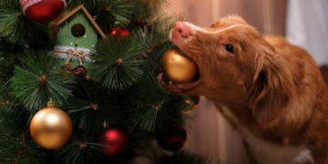 Rodrigo Estrella: ¿Cómo cuidar a nuestras mascotas durante las festividades?