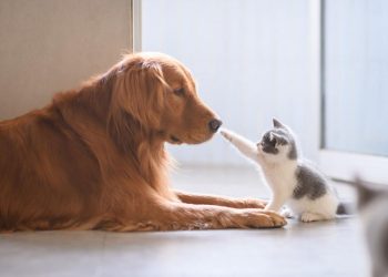Francia prohíbe venta de perros y gatos en tiendas de animales