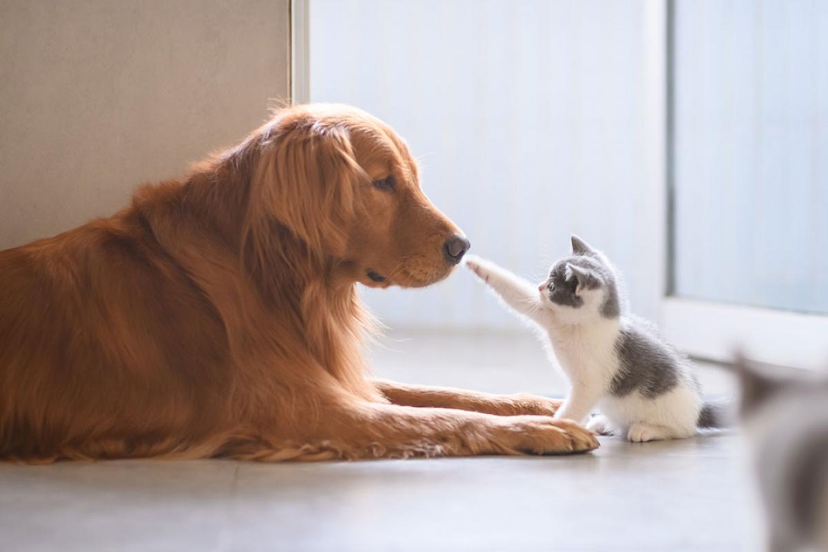 En Francia se prohibió la venta de perros y gatos en tiendas - PlayGround