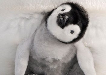 ¡Tragedia en Argentina! Matan a pichones de pingüinos y destruyen sus nidos