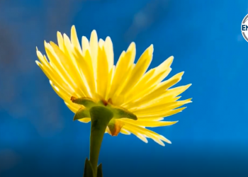 Sustentabilidad y sostenibilidad, la salvación del mundo