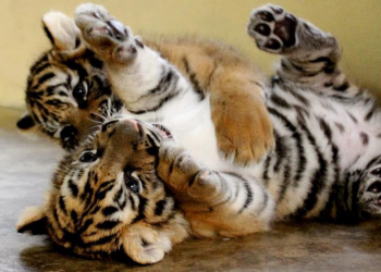 Nacen en zoológico de Ciudad Juárez cuatro cachorros de tigre de bengala