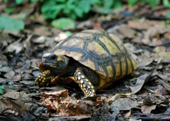 Guarderías para preservar a las tortugas de la Amazonía boliviana
