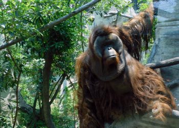 Muere TOTO, orangután que habitaba en el Zoológico de Chapultepec