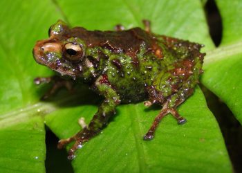 Descubren una nueva especie de rana en Perú