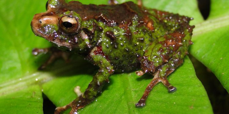 Descubren Una Nueva Especie De Rana En Perú Enfoque Noticias 7757