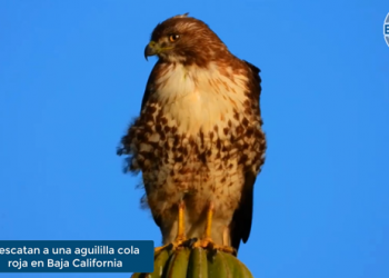 Enfoque al Instante: Profepa rescata a aguililla cola roja