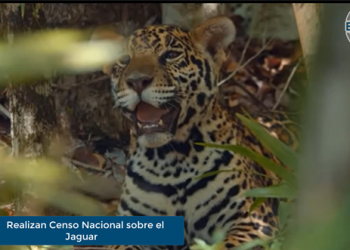 Enfoque al Instante: Realizan el primer Censo Nacional sobre el Jaguar