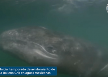 Inicia  temporada de avistamiento de la Ballena Gris