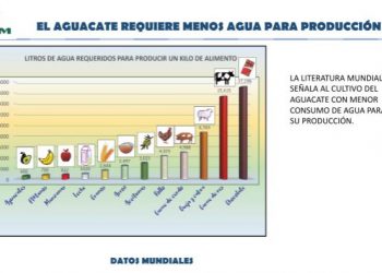 Depende aguacate de Michoacán del 90% de agua de lluvia