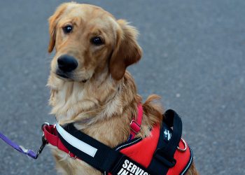 Necesarias adecuaciones para acceso de perros de asistencia