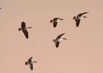 Pájaros migratorios de ciudad, un oasis secreto en la bahía de Tokio