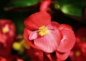 Descubren una nueva especie de begonia de tres metros de alto