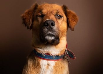 “Brownie”, el perro que causa furor en las redes sociales