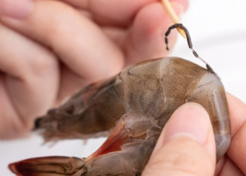 TikToker revela que hay en la vena negra del camarón