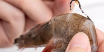 TikToker revela que hay en la vena negra del camarón