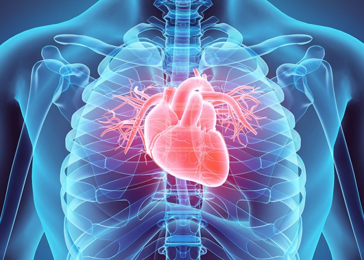 Ilustración de un torso humano donde se destaca el corazón