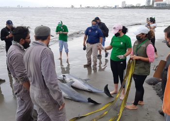 Mueren tres delfines en playas de Veracruz