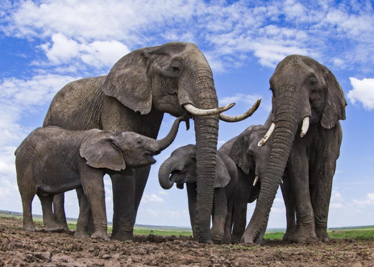 African elephants (Loxodonta africana) at a waterhole - remote camera. Masai Mara National Reserve, Kenya.