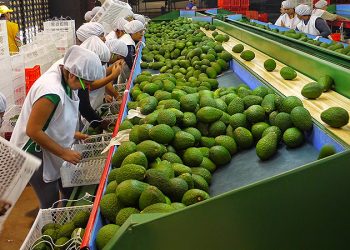 SADER: México se afianza como séptimo exportador agrícola del mundo