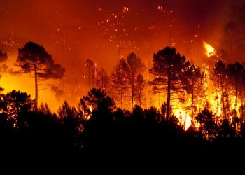 Incendios forestales dejaron 1,760 megatoneladas de carbono en 2021