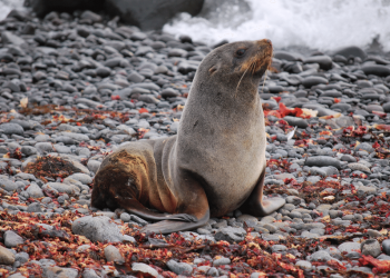 Crisis climática pone en riesgo supervivencia del león marino antártico