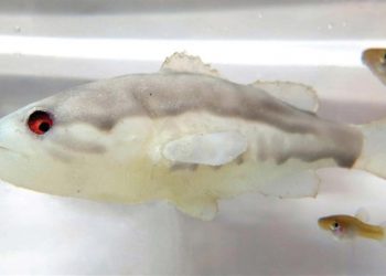 Robot asustará a peces invasores en el mar