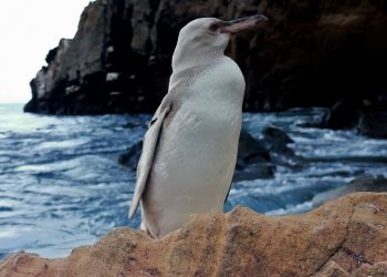 Reportan primer caso de pingüino blanco en Islas Galápagos