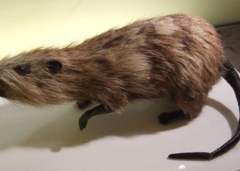 La rata gigante de Tenerife divergió de una rata africana hace 650 mil años