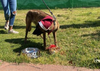Perritos del CTC del Metro serán ayudantes de los Reyes Magos