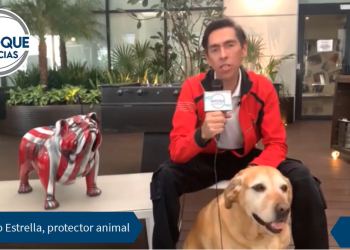 ¿Sabes cómo proteger a tus mascotas en la temporada navideña?