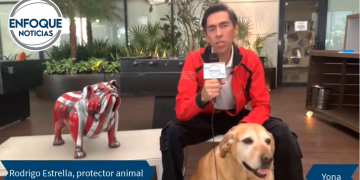 ¿Sabes cómo proteger a tus mascotas en la temporada navideña?