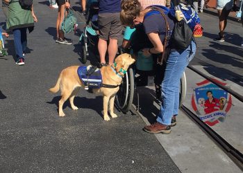 ¿Sabes qué es un perro de asistencia?