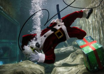 Santa acuático ofrece regalos entre pirañas en zoológico de Guadalajara