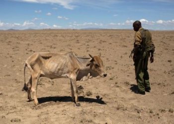 Más de 3.2 millones de personas son afectadas por la sequía en Somalia